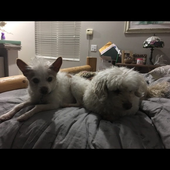 Teddy - Picture 2 of 8